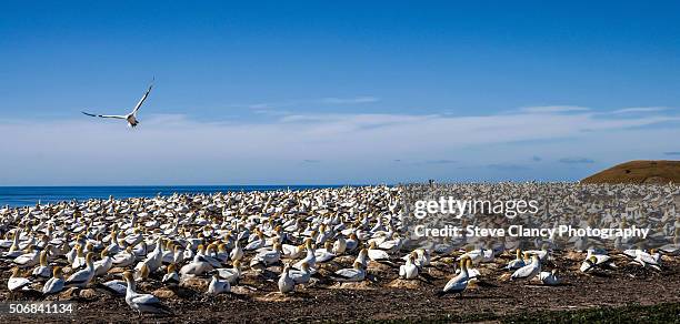 cape kidnappers gannet colony - cape kidnappers gannet colony stock pictures, royalty-free photos & images