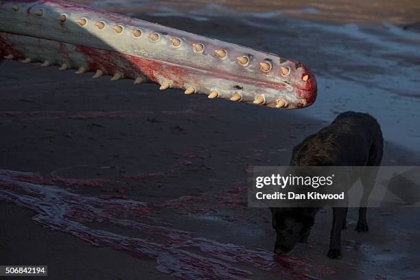 Dog smells the blood running from one of five Sperm Whales that were found washed ashore on beaches near Skegness over the weekend on January 25,...