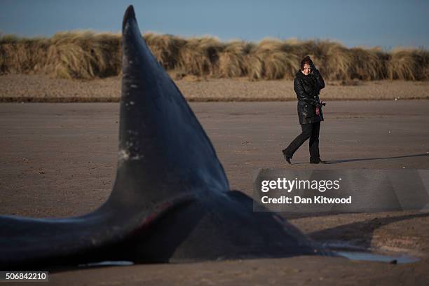 Woman walks past one of the five Sperm Whales that were found washed ashore on beaches near Skegness over the weekend on January 25, 2016 in...