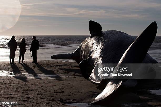 Members of the public look at one of the five Sperm Whales that were found washed ashore on beaches near Skegness over the weekend on January 25,...