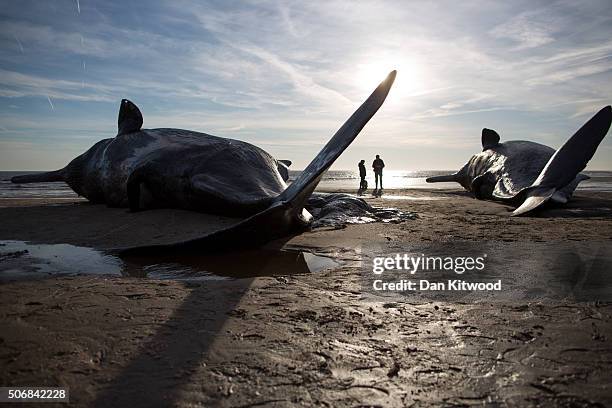 Two of the five Sperm Whales that were found washed ashore on beaches near Skegness over the weekend on January 25, 2016 in Skegness, England. The...