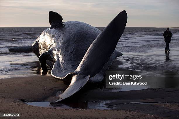 Members of the public arrive in the morning to look at one of five Sperm Whales that were found washed ashore on beaches near Skegness over the...