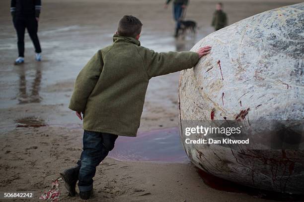 Boy leans on one of the five Sperm Whales that were found washed ashore on beaches near Skegness over the weekend on January 25, 2016 in Skegness,...