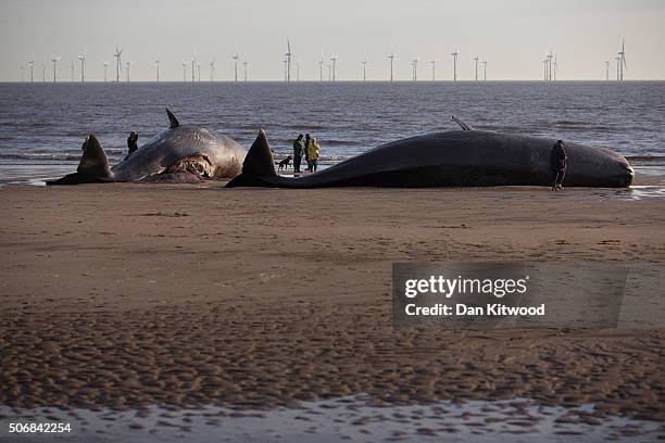 Two of the five Sperm Whales that were found washed ashore on beaches near Skegness over the weekend on January 25, 2016 in Skegness, England. The...