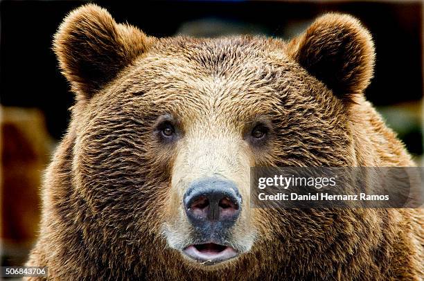 bear head - brown bear fotografías e imágenes de stock