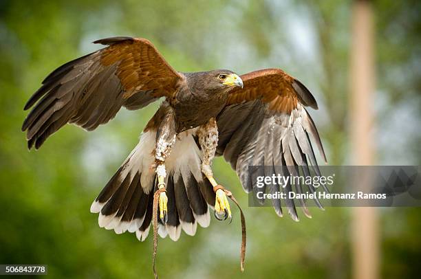 the harris's hawk - harris hawk stock pictures, royalty-free photos & images