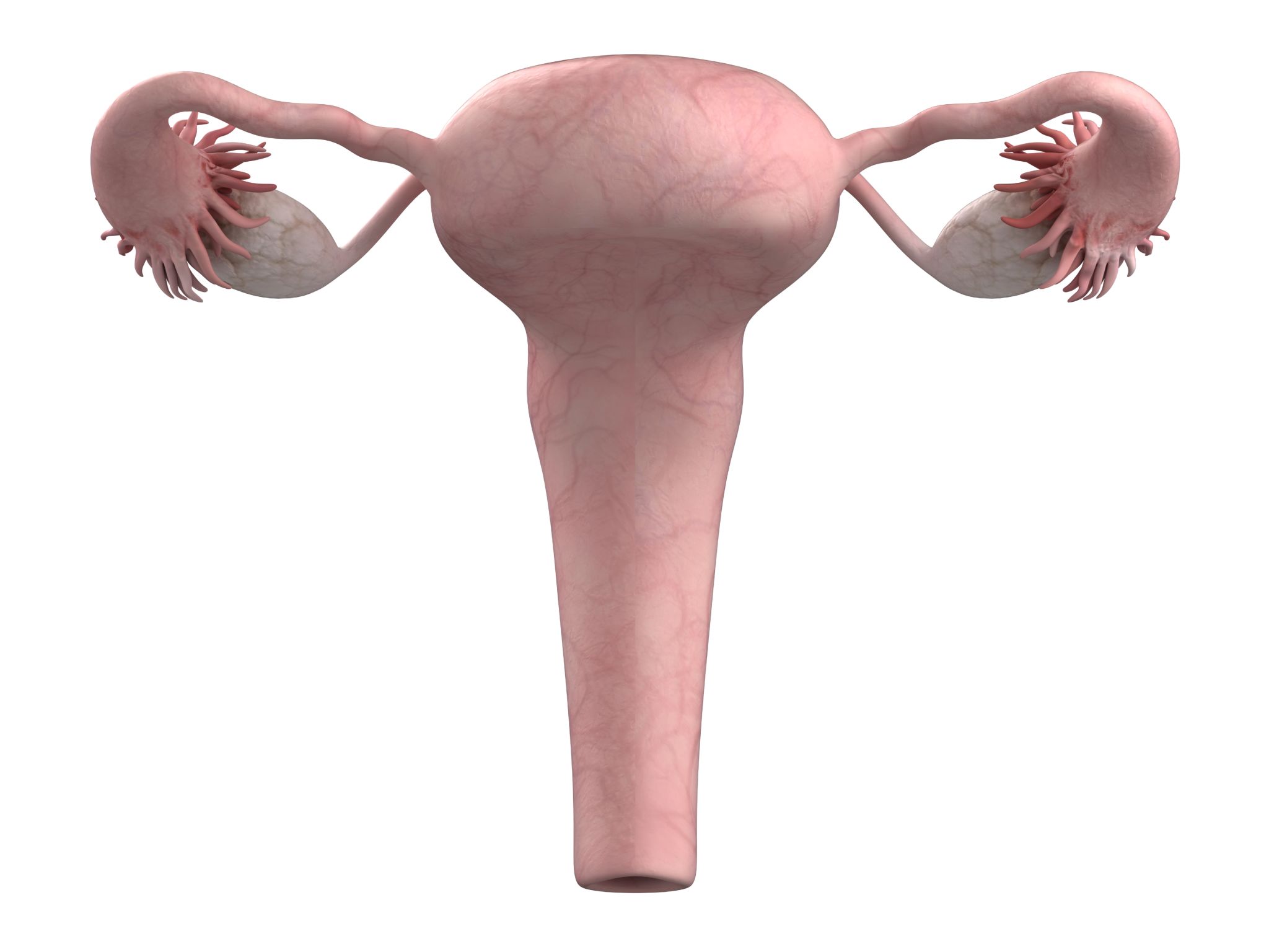 hair follicle diagram