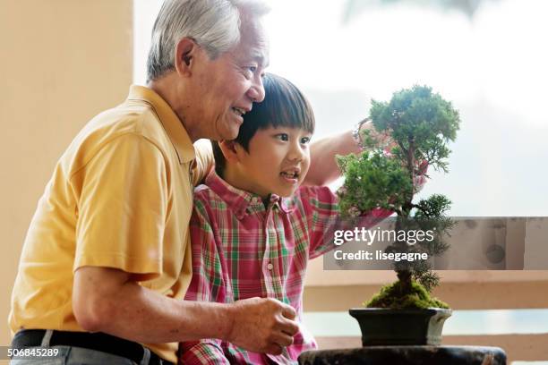 abuelo muestra nieto cómo cuidar de árbol penjing - cultura asiática fotografías e imágenes de stock