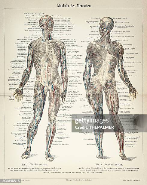 stockillustraties, clipart, cartoons en iconen met human muscles engraving 1896 - menselijke spier