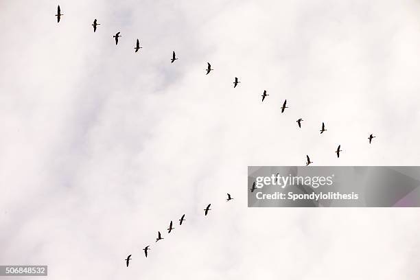 flock of kanadakranichen, kalifornien, usa - vogelschwarm formation stock-fotos und bilder