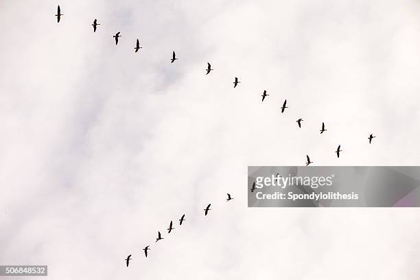 gregge di gru canadese, california, stati uniti - birds flying foto e immagini stock