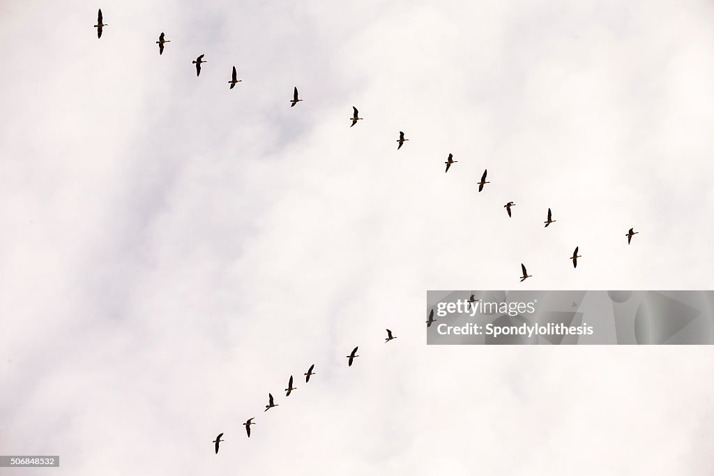 Flock of Snow Goose, California, USA