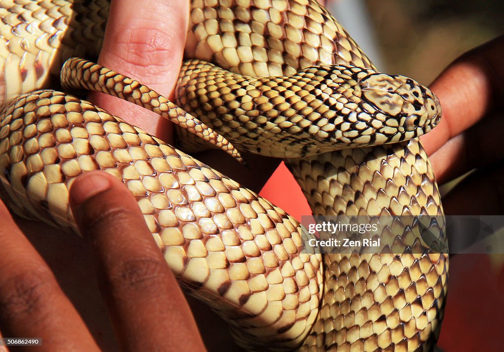 Florida Kingsnake curled and handheld close up