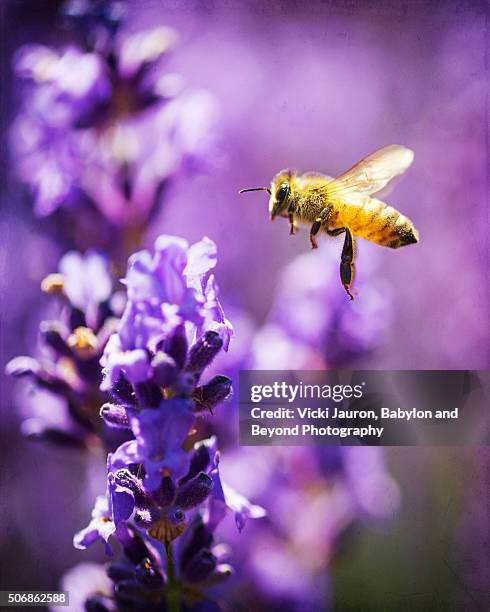 lavender and a bee in flight - french lavender stock pictures, royalty-free photos & images