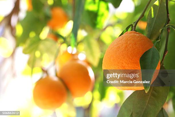 tangelo orange fruit tree - orange california foto e immagini stock