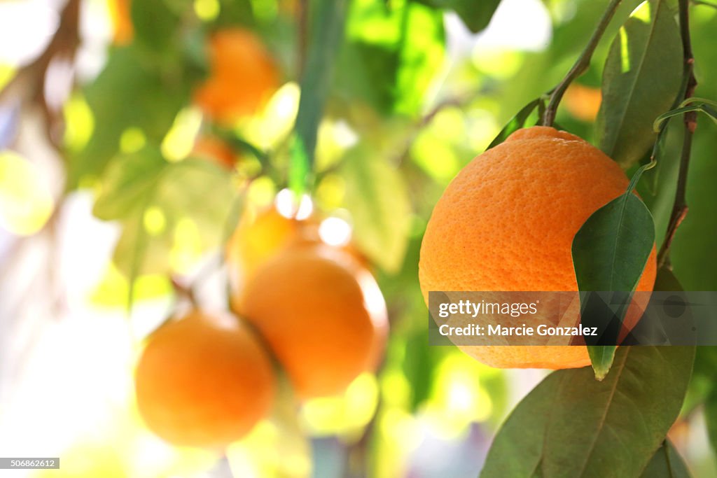 Tangelo Orange Fruit Tree
