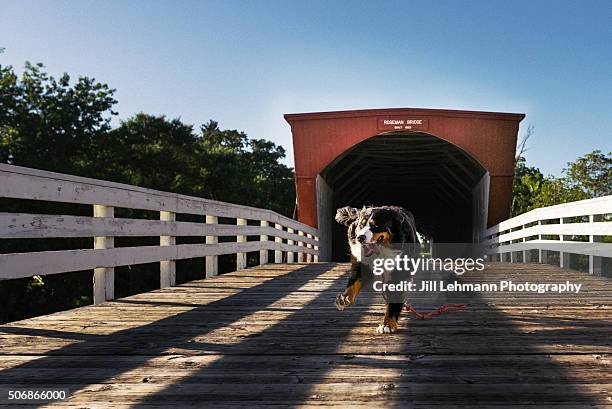 A Bernese Mountain Dog Runs on a Covered Bridge