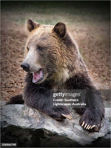 grizzly bear. - grizzly bear attack stock-fotos und bilder