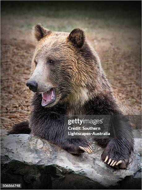 grizzly bear. - grizzly bear attack foto e immagini stock