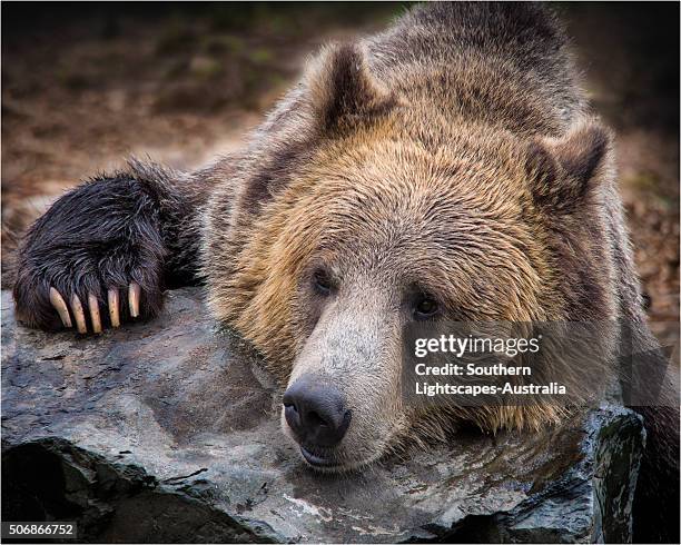 grizzly bear. - grizzly bear attack foto e immagini stock