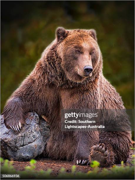 grizzly bear. - grizzly bear attack foto e immagini stock