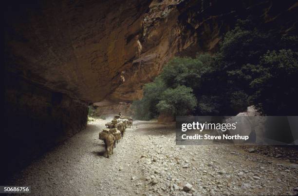 Various views of the country's last mule mail-train making it's daily 16 mile round trip through the Grand Canyon to the Native American village of...