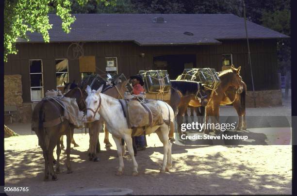 Various views of the country's last mule mail-train making it's daily 16 mile round trip through the Grand Canyon to the Native American village of...