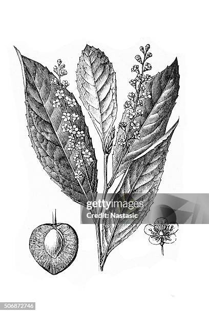 prunus laurocerasus, cherry laurel - cherry laurel stock illustrations