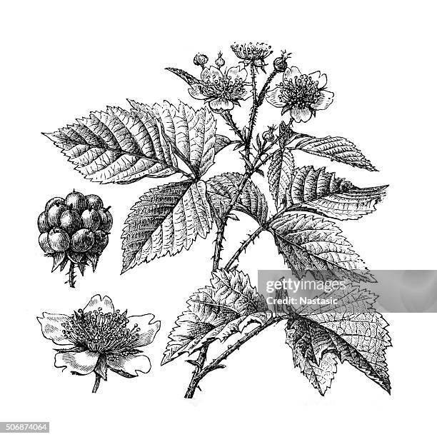 ilustraciones, imágenes clip art, dibujos animados e iconos de stock de rubus eubatus - frambuesas