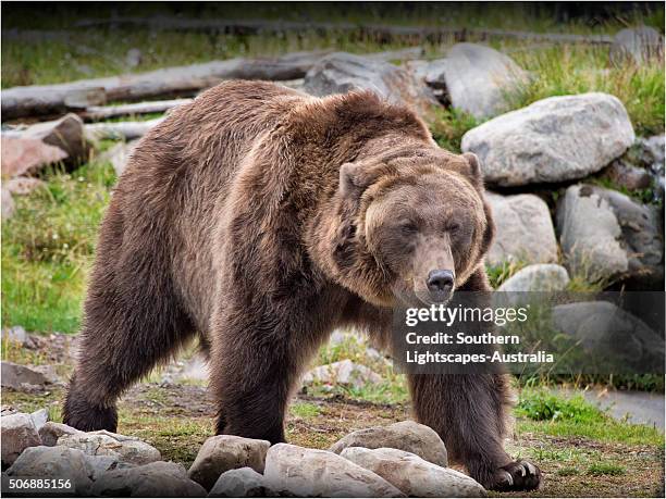 grizzly bear. - grizzly bear attack stock-fotos und bilder