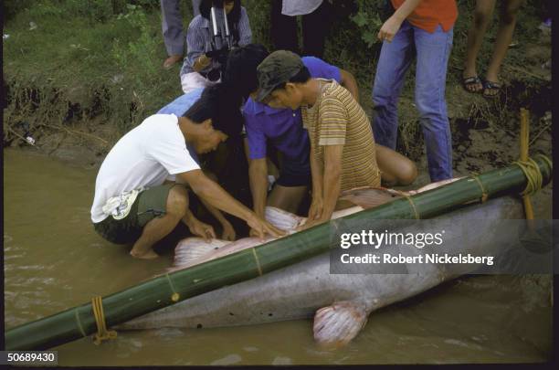 Huge catfish hauled from Mekong River being attached to bamboo poles with ropes.