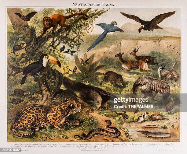 ilustraciones, imágenes clip art, dibujos animados e iconos de stock de neotropical fauna antiguas lithograph 1896 - río amazonas