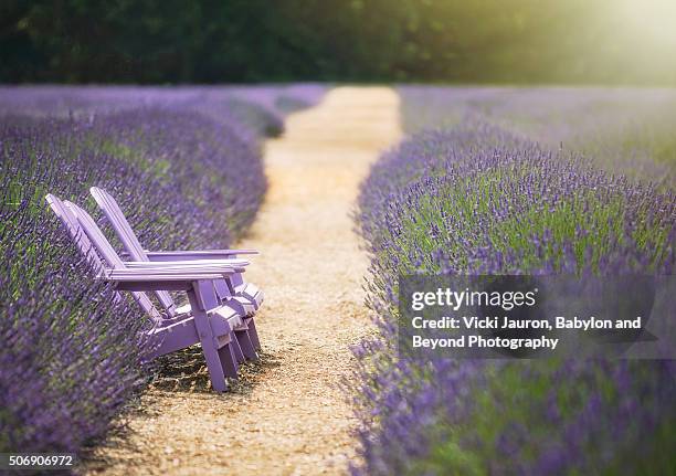 bench, path and french lavender at lavender by the bay, east marion, long island, ny - verwaltungsbezirk suffolk county stock-fotos und bilder