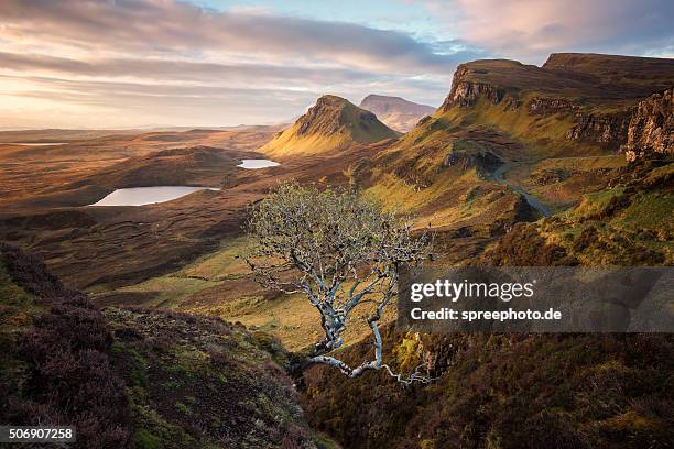 scotland quiraing tree - isle of skye foto e immagini stock