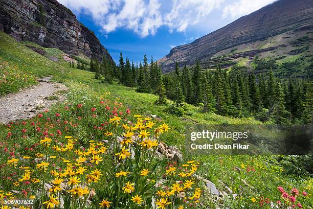 wildflowers in the rockies - glacier national park foto e immagini stock