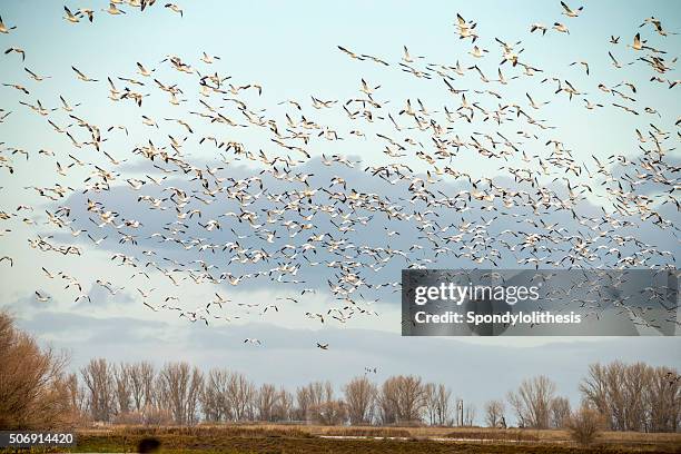 flock of snow goose, california, usa - wildlife reserve stock pictures, royalty-free photos & images