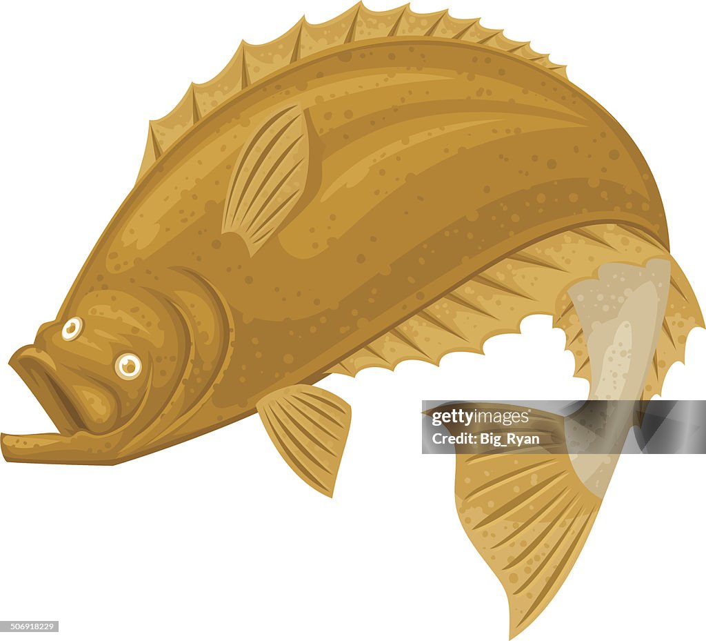 Halibut