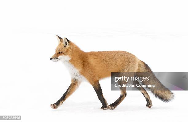 red fox - fox 個照片及圖片檔