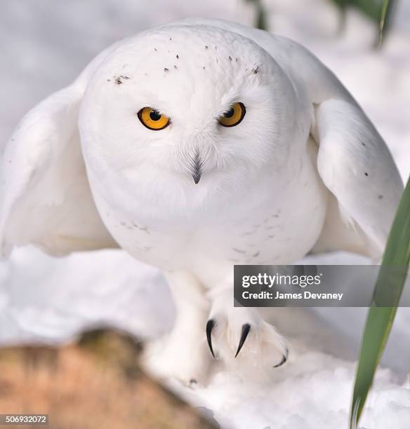 Snowy owl seen at the Bronx Zoo on January 25, 2016 in New York City.