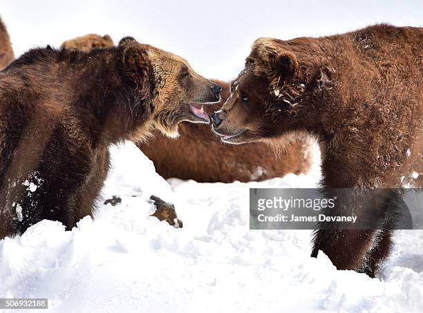 Grizzly bears seen at the Bronx Zoo on January 25, 2016 in New York City.