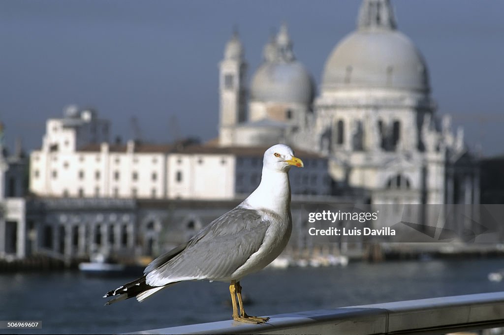 Santa Maria della Salute Basilic