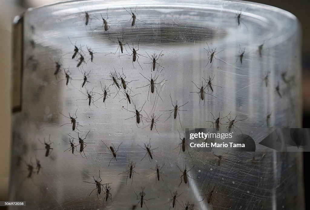 Brazil Faces New Health Epidemic As Mosquito-Borne Zika Virus Spreads Rapidly