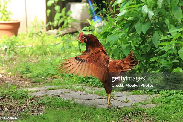 chicken-wings flapping - klapwieken stockfoto's en -beelden