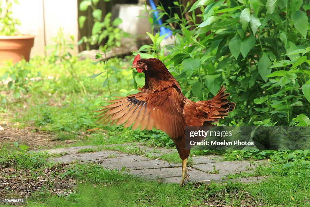 Chicken-Wings flapping
