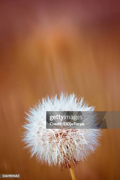 close-up of taraxacum, dandelion, diente de leon - diente de leon stock pictures, royalty-free photos & images