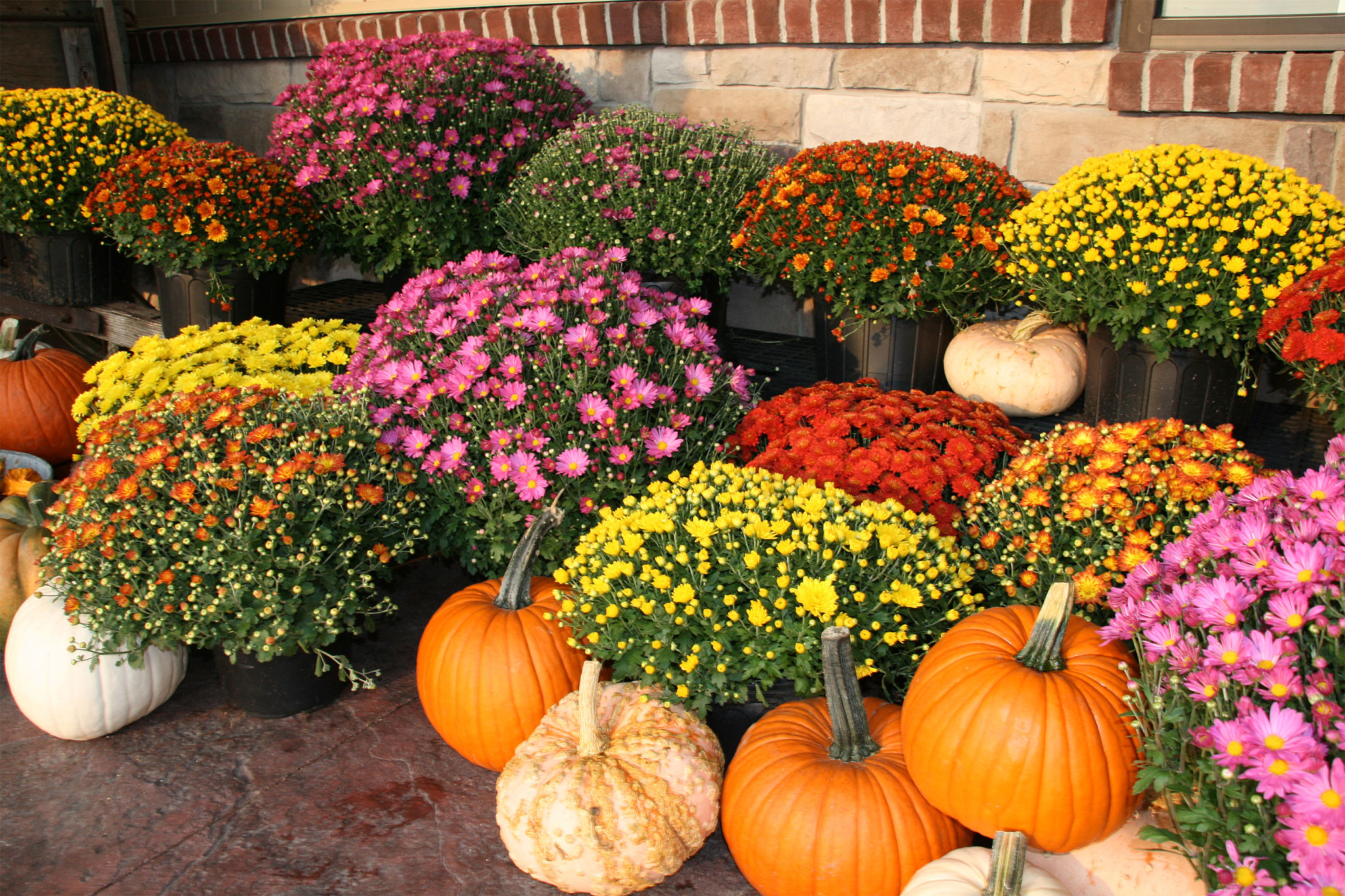 Fall pumpkins and flowers Fall pumpkins and flowers