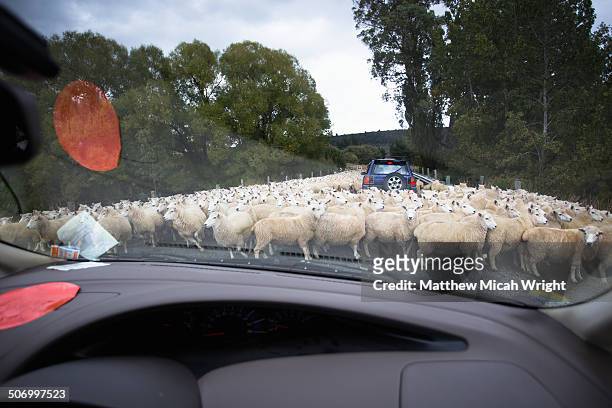 a heard of sheep hold up road traffic - vastzitten stockfoto's en -beelden