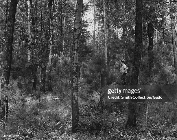 New growth of pine forest in Black River Falls project, Wisconsin, 1937. From the New York Public Library. .