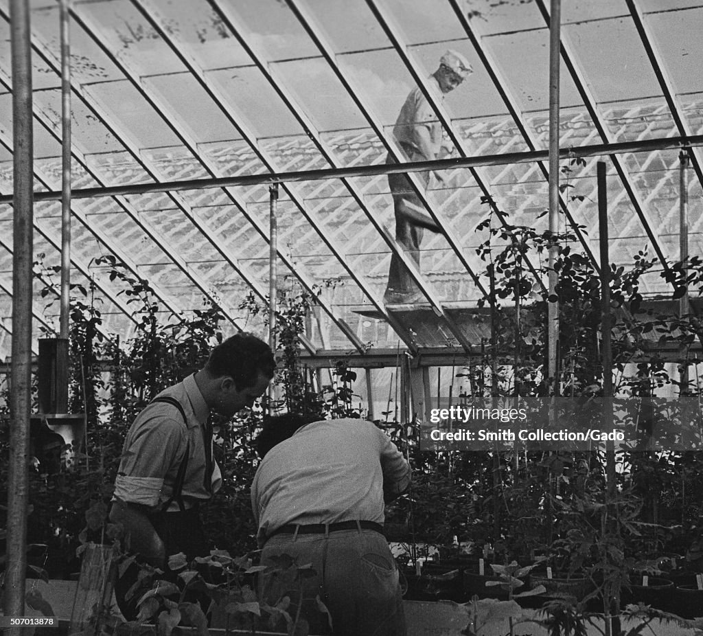 Budding A Rose In Usda