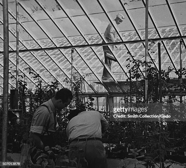 Budding a rose in USDA experimental greenhouse, Prince Georges County, Beltsville, Maryland, 1935. From the New York Public Library. .